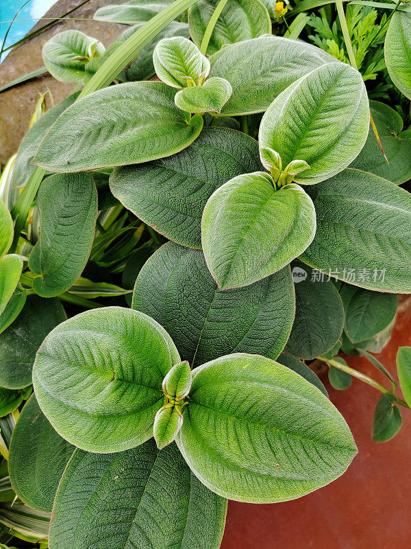 Tibouchina heteromalla